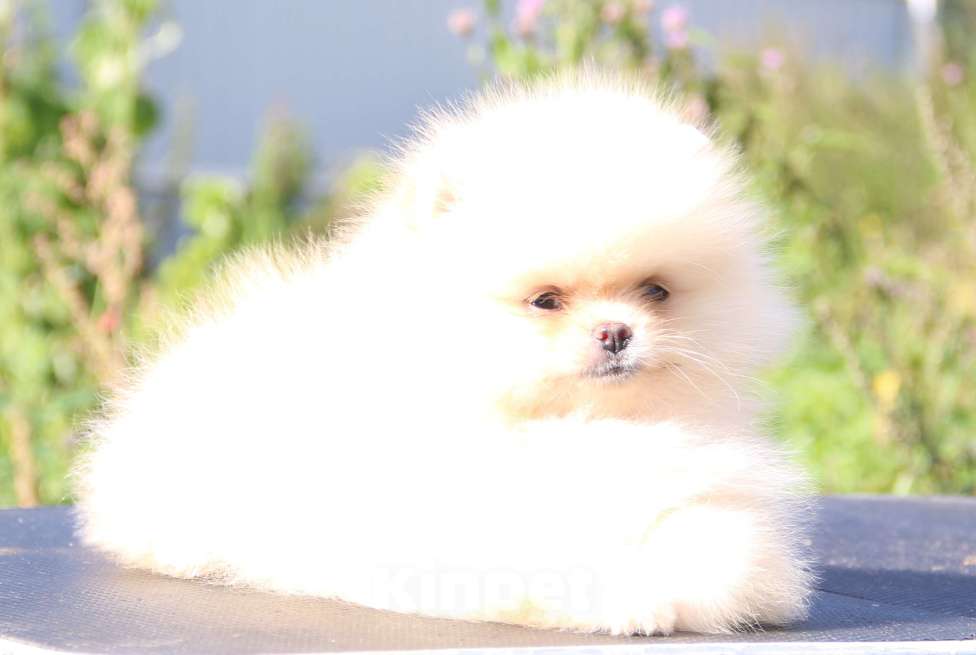 Собаки в Москве: померанский шпиц  Девочка, 50 000 руб. - фото 2