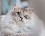 Кошки в Владивостоке: Британская кошечка Хаси Девочка, 120 000 руб. - фото 7