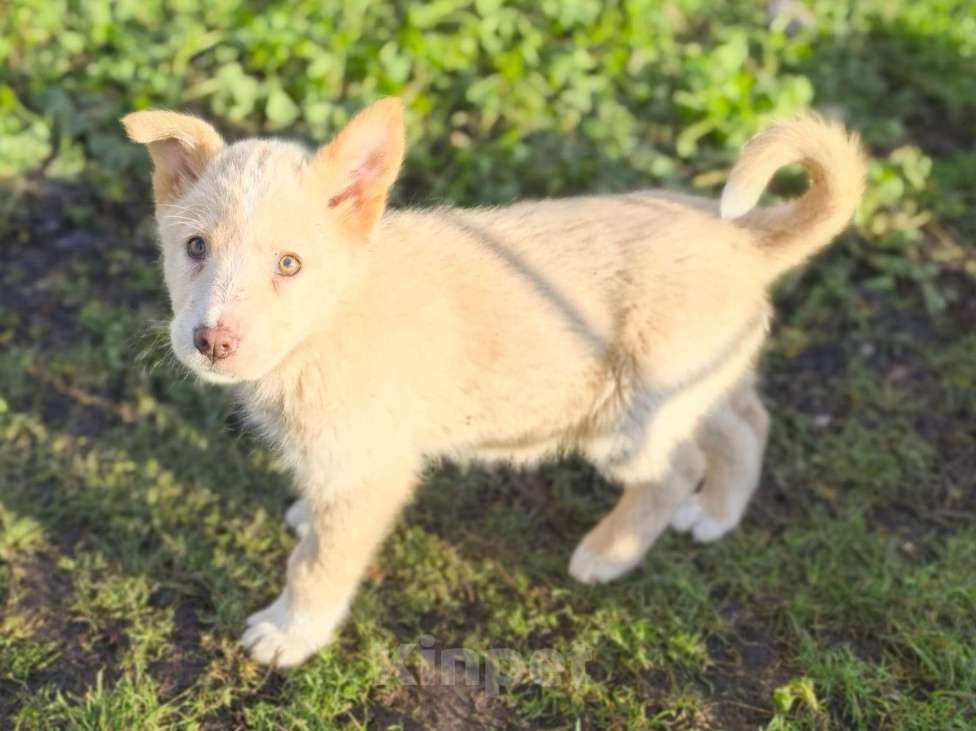 Собаки в Лосином-Петровском: Ромо якутенок ппбж  Девочка, Бесплатно - фото 5
