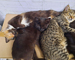Кошки в Дмитровске: Котята, Бесплатно - фото 4
