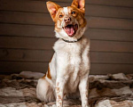 Собаки в Москве: Бордер-колли Плуто в дар Мальчик, Бесплатно - фото 3