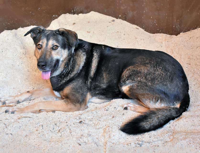 Собаки в Санкт-Петербурге: Бара — собака, которая слишком долго ждёт своего человека Девочка, Бесплатно - фото 6