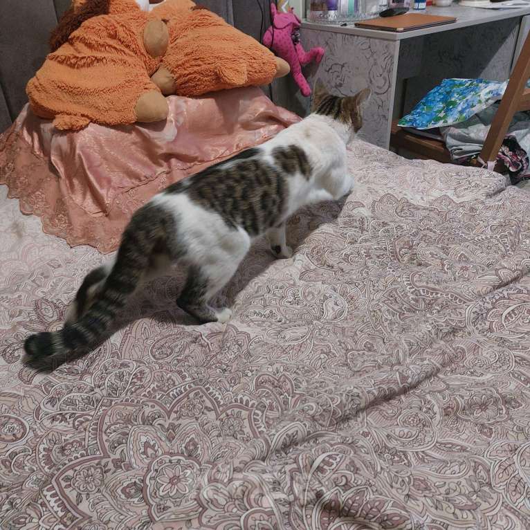 Кошки в Екатеринбурге: Кошка (1 год) в добрые руки или на передержку Девочка, Бесплатно - фото 2