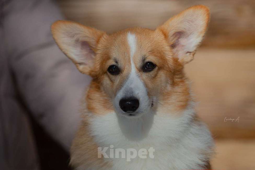 Собаки в Москве: Альмаре Феа Баркарола Девочка, 60 000 руб. - фото 3