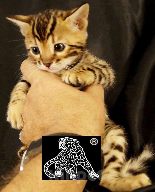 Кошки в Магадане: Бенгальский котенок Мальчик, Бесплатно - фото 5