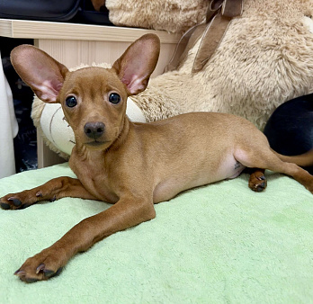 Щенок пражский крысарик