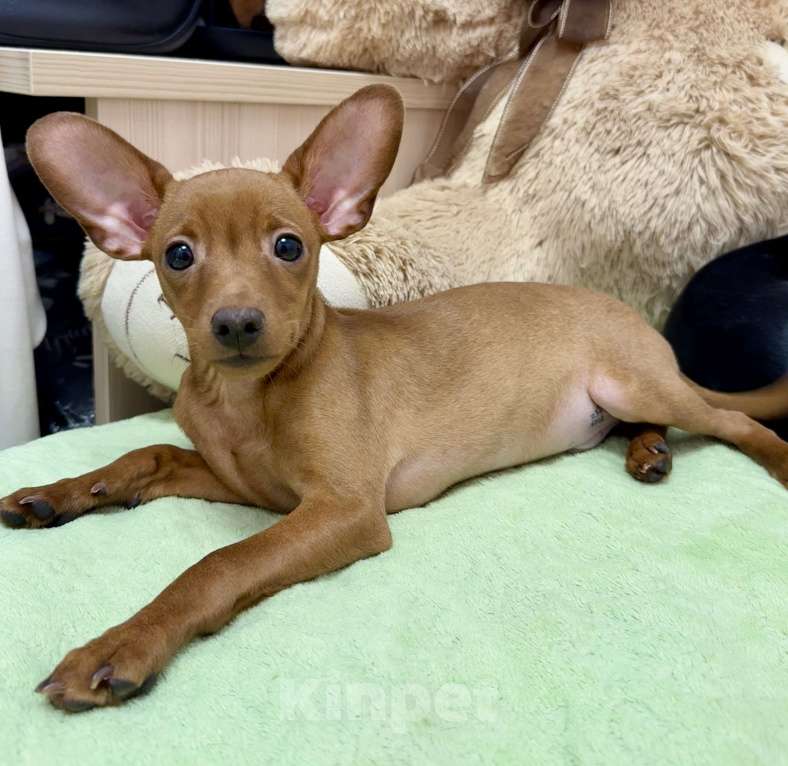 Собаки в Москве: Щенок пражский крысарик Мальчик, Бесплатно - фото 1