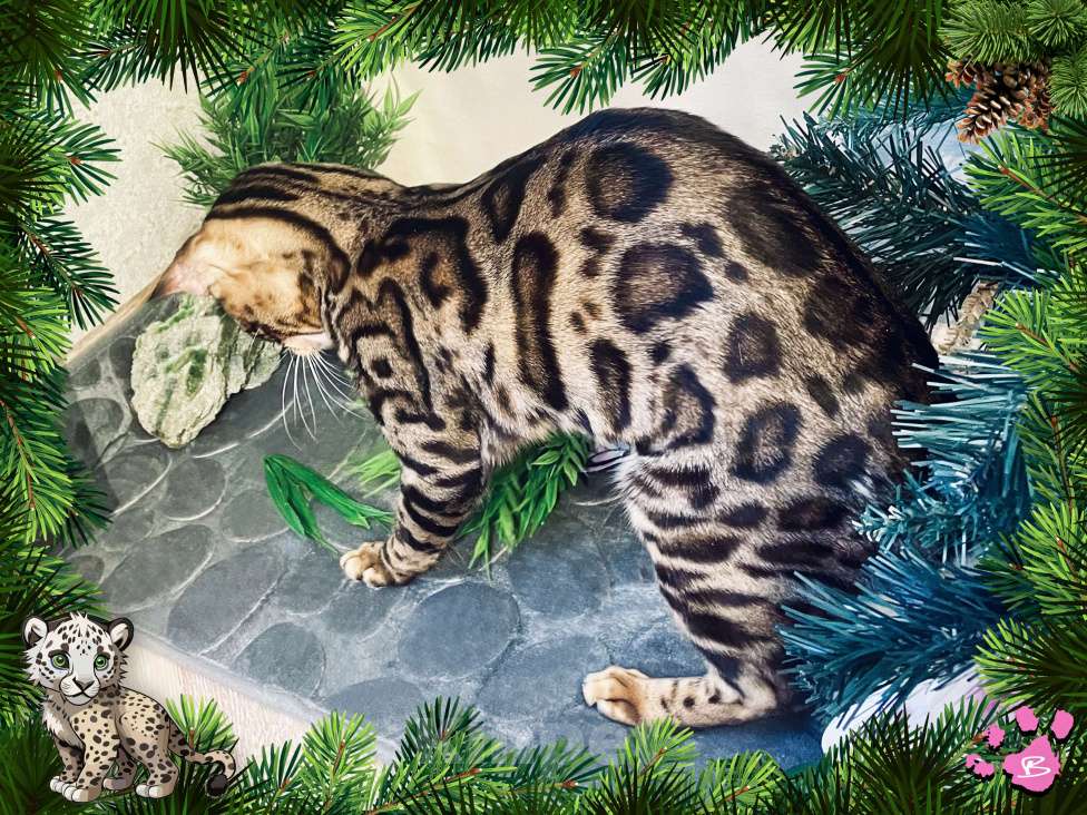 Кошки в Новосибирске: Клубная бенгальская кошечка Девочка, 15 000 руб. - фото 2