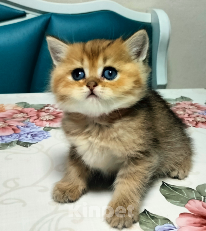 Кошки в Мытищах: Золотой тикированный  Мальчик, 12 000 руб. - фото 1