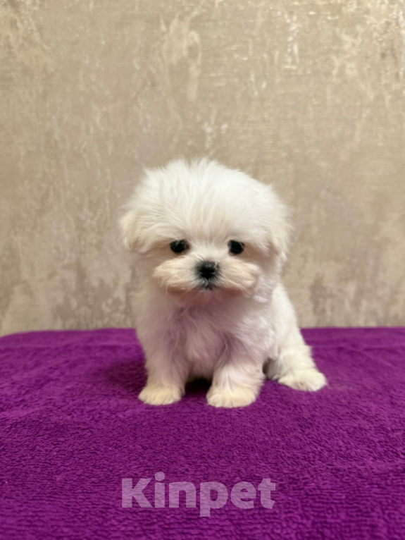 Собаки в Москве: Мини мальчик Мальчик, 40 000 руб. - фото 3