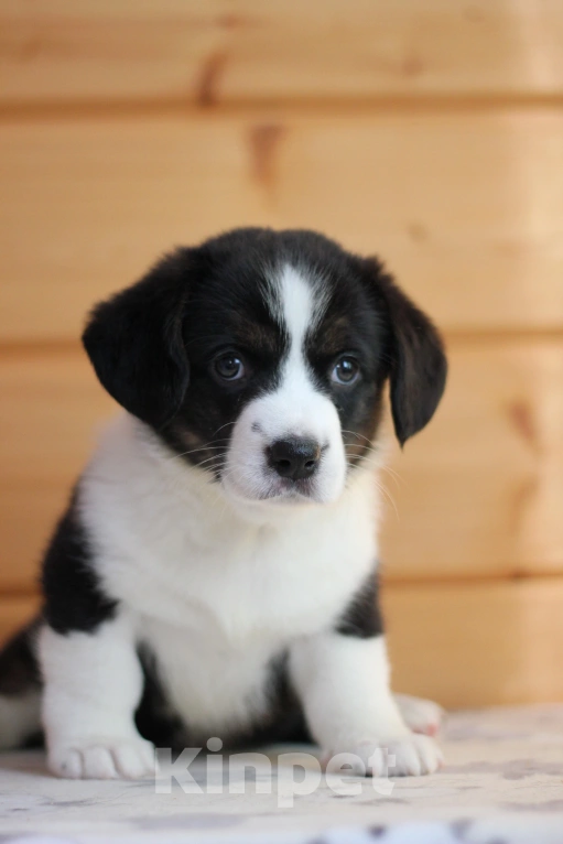 Собаки в Симферополе: Вельш корги кардиган девочки Девочка, Бесплатно - фото 3