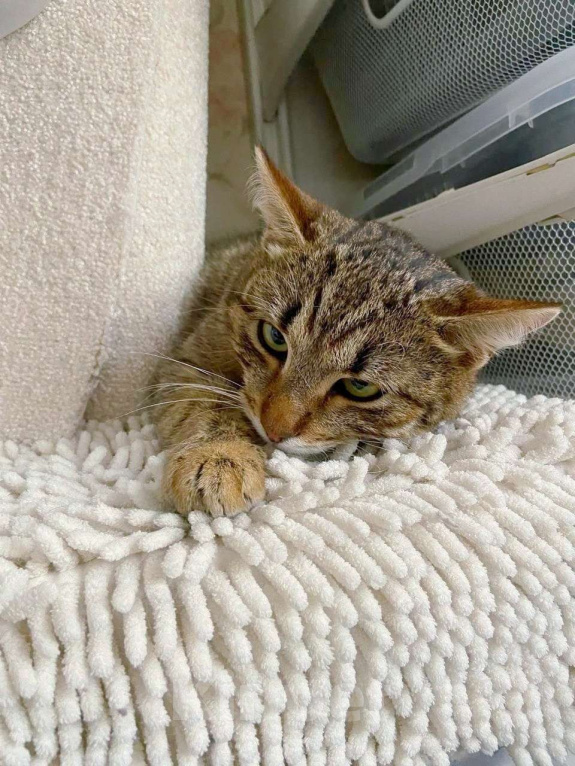 Кошки в Москве: Ласковый молодой рысенок Тëпа Мальчик, Бесплатно - фото 1