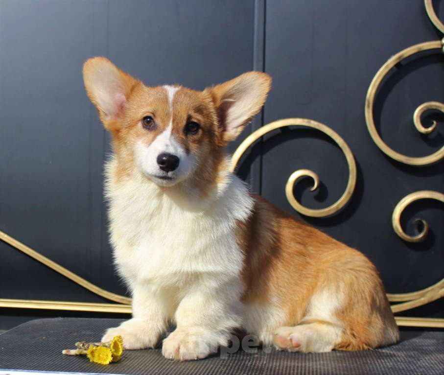 Собаки в Москве: вельш корги пемброк щенки от Интерчемпиона Девочка, 70 000 руб. - фото 3