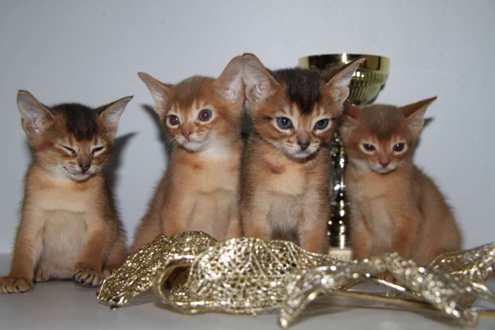 Кошки в Дмитрове: Абиссинские котята, Бесплатно - фото 1