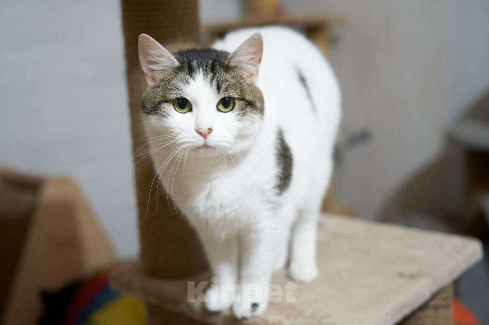 Кошки в Москве: Кошка Луша в добрые руки Девочка, Бесплатно - фото 1