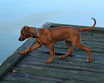 Собаки в Одинцово: Родезийский риджбек мальчик. Стандарт. Мальчик, Бесплатно - фото 2