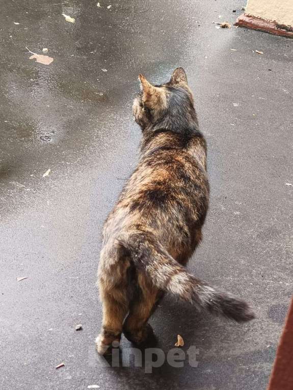 Кошки в Москве: Ласковая кошка-черепашка ищет дом Девочка, Бесплатно - фото 2