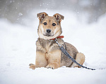 Собаки в Москве: Ласкуша Нюша очень ждет своего родного ЧЕЛОВЕКА. Девочка, Бесплатно - фото 1