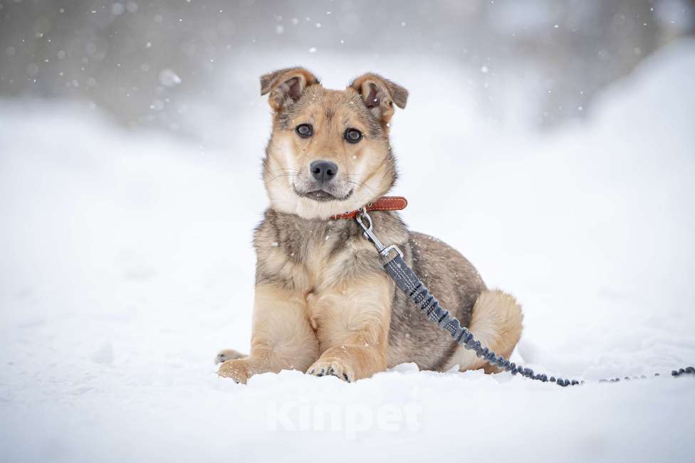 Собаки в Москве: Ласкуша Нюша очень ждет своего родного ЧЕЛОВЕКА. Девочка, Бесплатно - фото 1