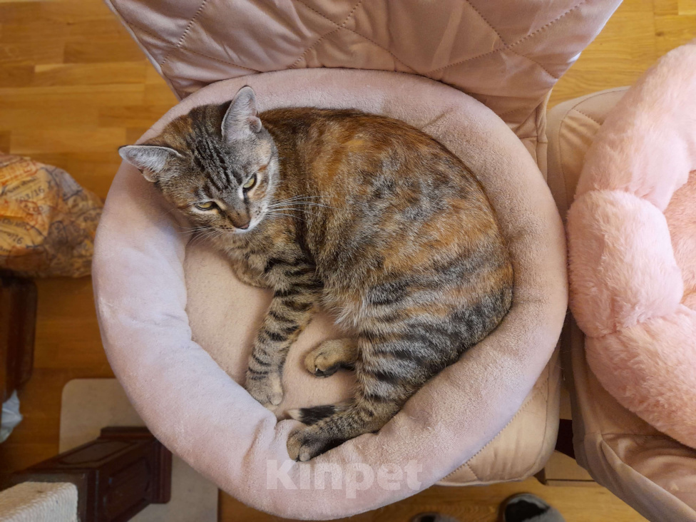 Кошки в Санкт-Петербурге: Тигруша ищет теплый дом и доброе сердце Девочка, Бесплатно - фото 5