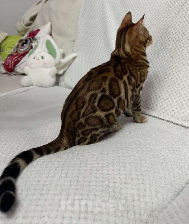 Кошки в других городах Московской области: Бенгальская Кошечка Браун, носитель снега Девочка, 97 000 руб. - фото 1