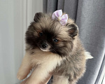Собаки в Москве: Померанский щпиц мини Девочка, Бесплатно - фото 1