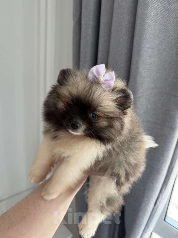 Собаки в Москве: Померанский щпиц мини Девочка, Бесплатно - фото 1