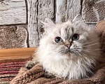Кошки в Москве: продаются шотландские котята Девочка, 20 000 руб. - фото 10