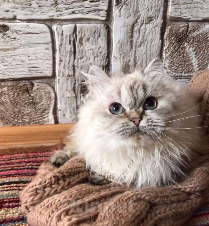Кошки в Москве: продаются шотландские котята Девочка, 20 000 руб. - фото 10