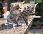Кошки в Казани: Котята курильского бобтейла Разнополые, 20 000 руб. - фото 10