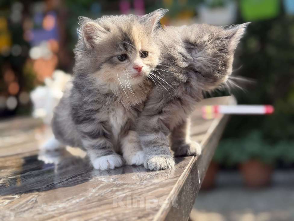 Кошки в Казани: Котята курильского бобтейла Разнополые, 20 000 руб. - фото 10