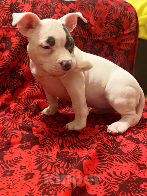 Собаки в Санкт-Петербурге: Булли Девочка, 120 000 руб. - фото 3