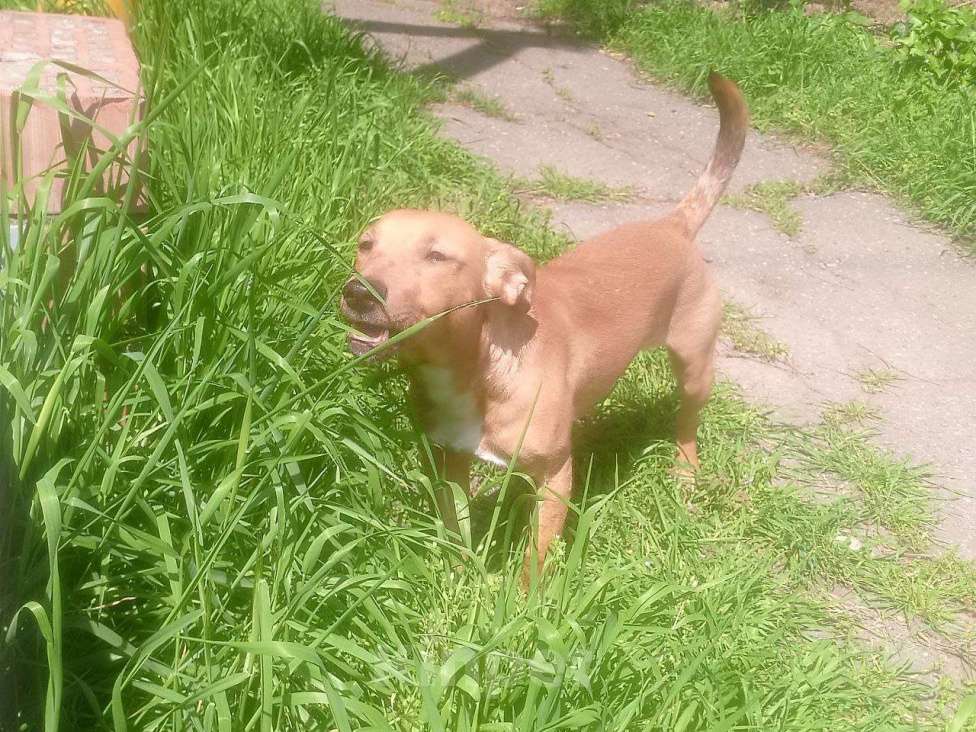 Собаки в Краснодаре: Потерялась собака по кличке Коля Мальчик, Бесплатно - фото 1