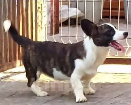 Собаки в Перми: Вельш-корги кардиган Мальчик, Бесплатно - фото 1