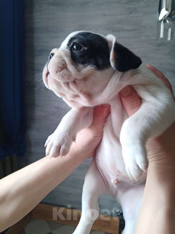 Собаки в Советске: Мальчик  Мальчик, Бесплатно - фото 2