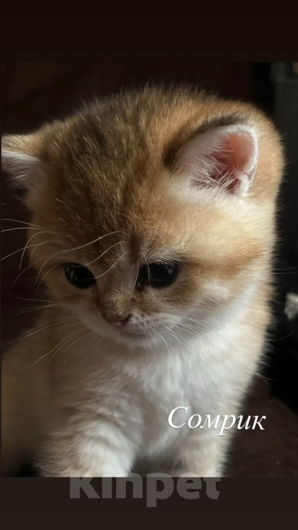 Кошки в Воронеже: Котята британской короткошерстной Мальчик, 23 000 руб. - фото 3