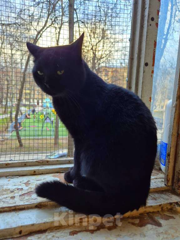 Кошки в Москве: Милош попал в передрягу Мальчик, Бесплатно - фото 6