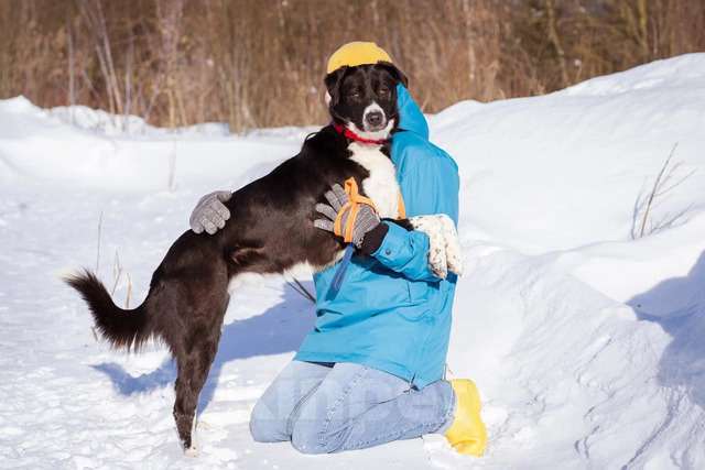 Собаки в Москве: Комета ищет семью Девочка, Бесплатно - фото 5