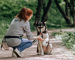 Собаки в Москве: Милли Девочка, Бесплатно - фото 2