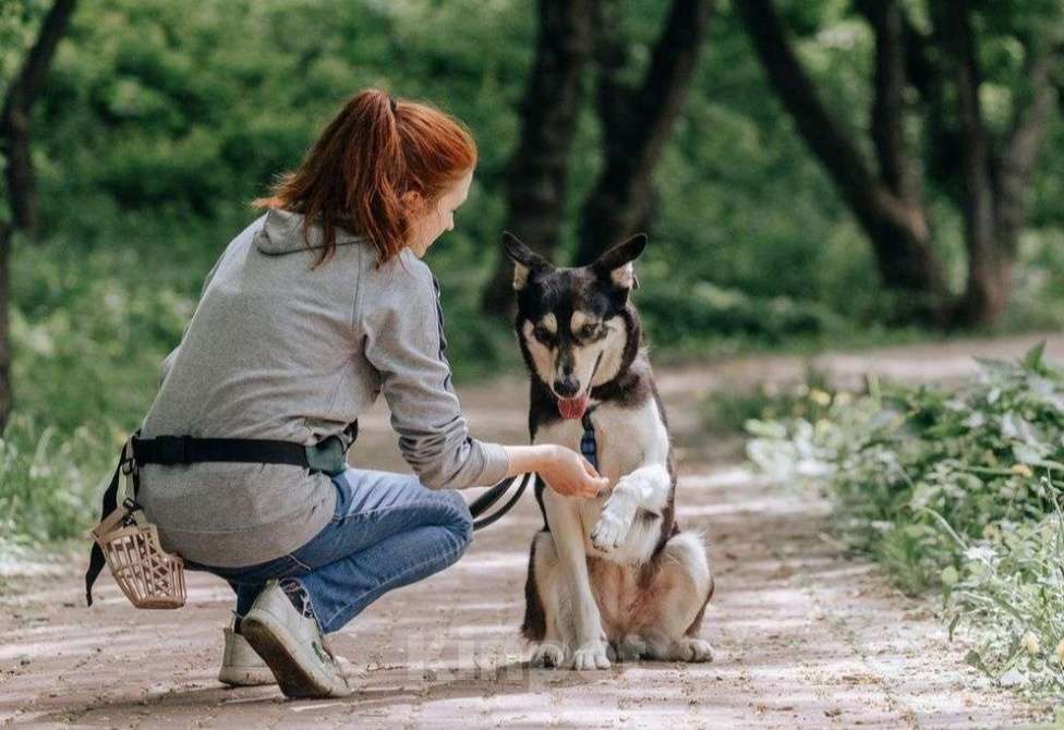 Собаки в Москве: Милли Девочка, Бесплатно - фото 2