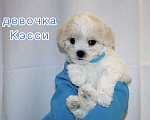 Собаки в Иркутске: Кэсси Девочка, 55 000 руб. - фото 1