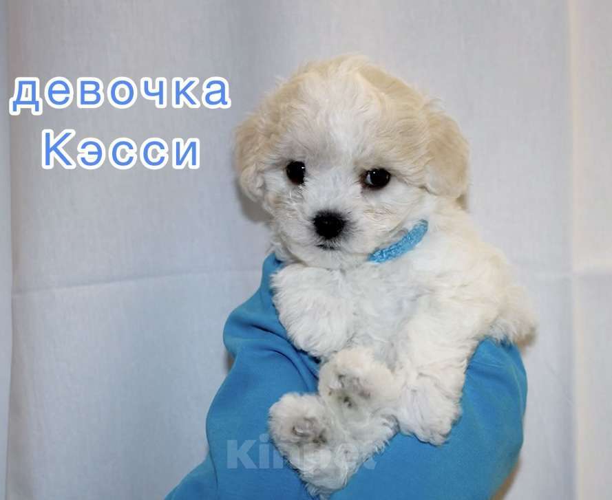 Собаки в Иркутске: Кэсси Девочка, 55 000 руб. - фото 1