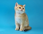 Кошки в Москве: Шотландский котенок Ирвин Мальчик, 20 000 руб. - фото 3