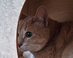 Кошки в Серпухове: Котик 😻 Мальчик, Бесплатно - фото 1