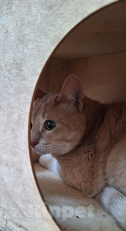 Кошки в Серпухове: Котик 😻 Мальчик, Бесплатно - фото 1