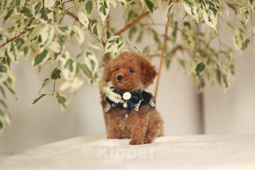 Собаки в Калининграде: Мальтипу мини Мальчик, 85 000 руб. - фото 3