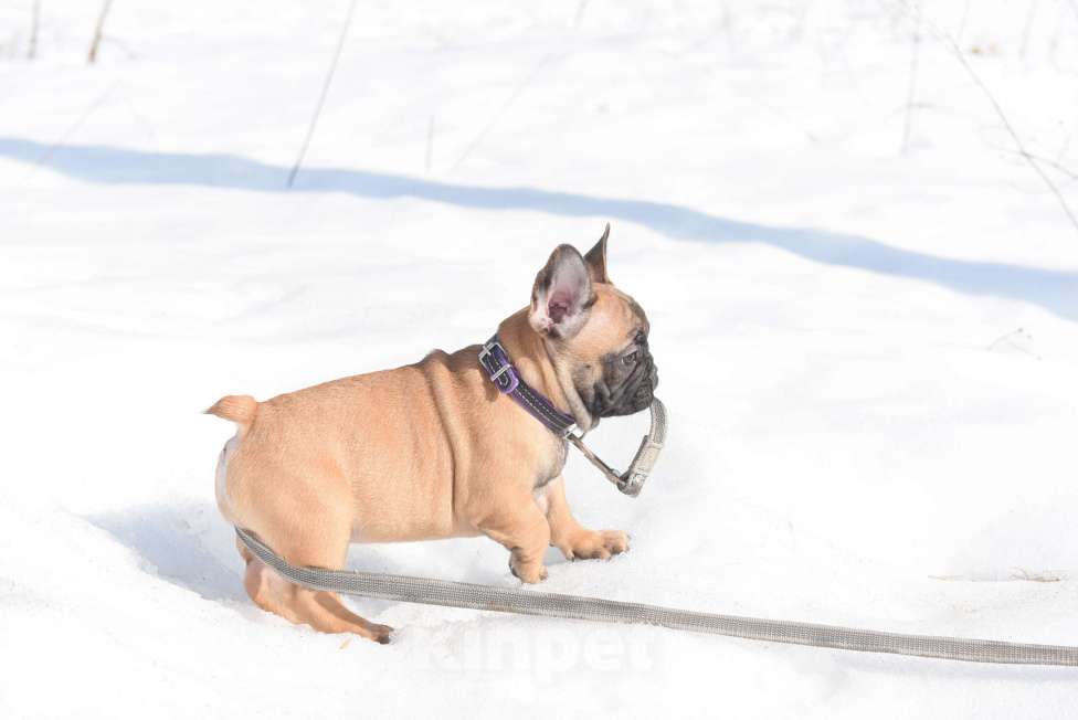 Собаки в Москве: Тимоти Мальчик, 65 000 руб. - фото 5