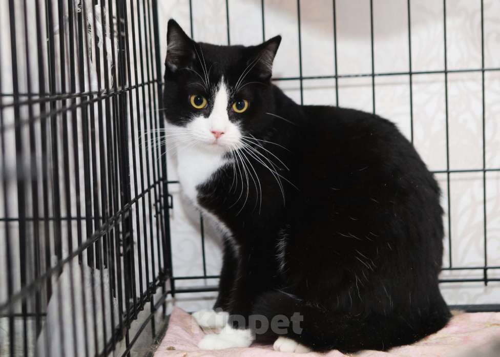 Кошки в Санкт-Петербурге: Степан Степашка Степочка трусишка Мальчик, Бесплатно - фото 6