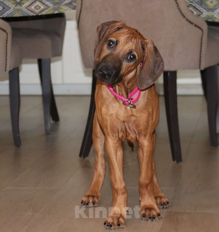 Собаки в Москве: Щенки родезийского риджбека  Девочка, Бесплатно - фото 2