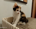 Кошки в Москве: Котенок в добрые руки Девочка, Бесплатно - фото 2
